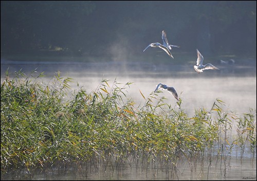 lake nature birds fog sunrise germany nikon nebel vögel morgen möwen mvp mecklenburgvorpommern d300 tollensesee dirklie65 lariform