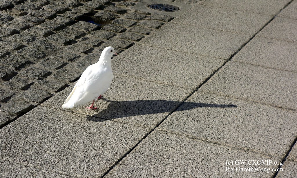 White dove, black shadow : lone White pigeon glancing back at me with shadow and rock textures _DSC5224 by garethwong