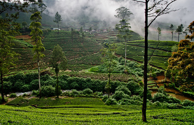 Misty Tea Plantations