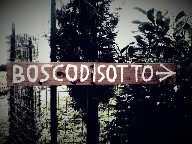 #boscodisotto #igefotogram #contestday #tagsta #Toscana #paesaggiosenese #instaday