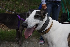 Greyhound Adventures at Breakheart Reservation, Hingham MA, May 15th 2016