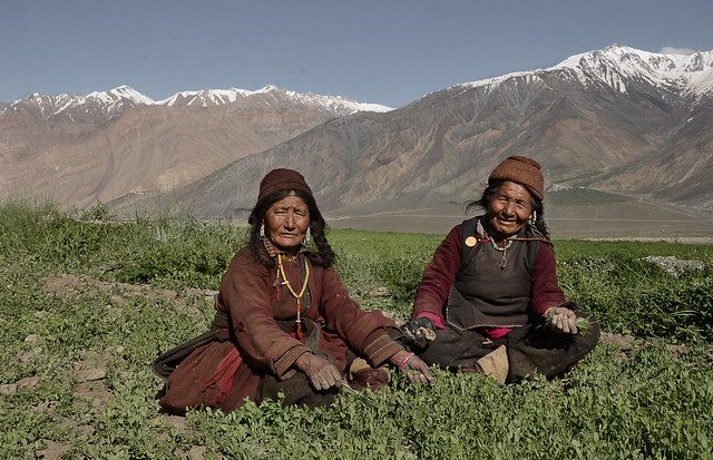Two beautiful zanskar women working in the fields in a majestic mountain landscape