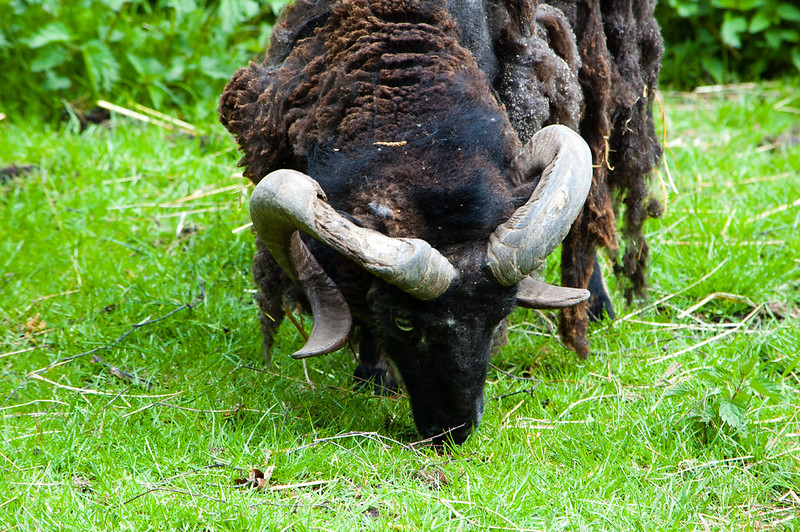 Soay ram