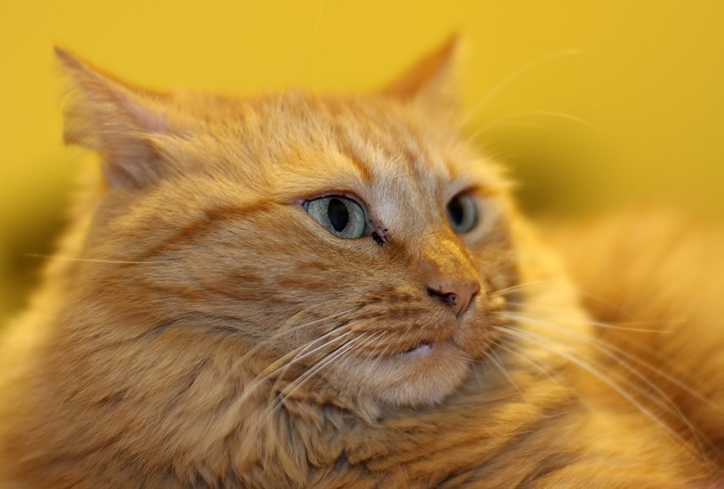 Angry cat.