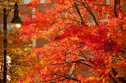 Fall Color SH 2013_0566
