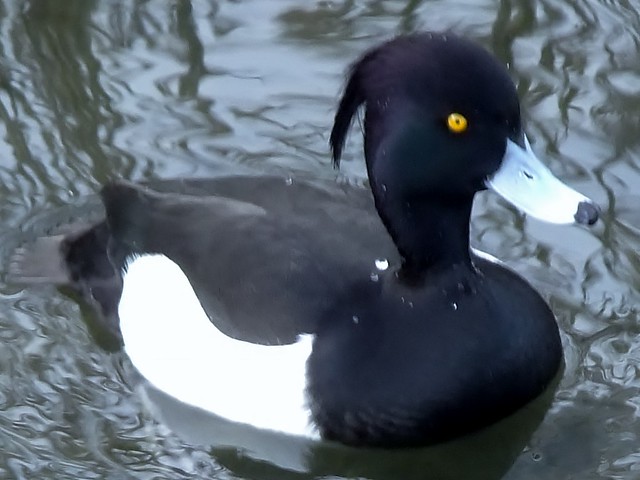 Tufted Duck, Canada Water, London SE16 @ 3 February 2014 (Part 2 of 3)