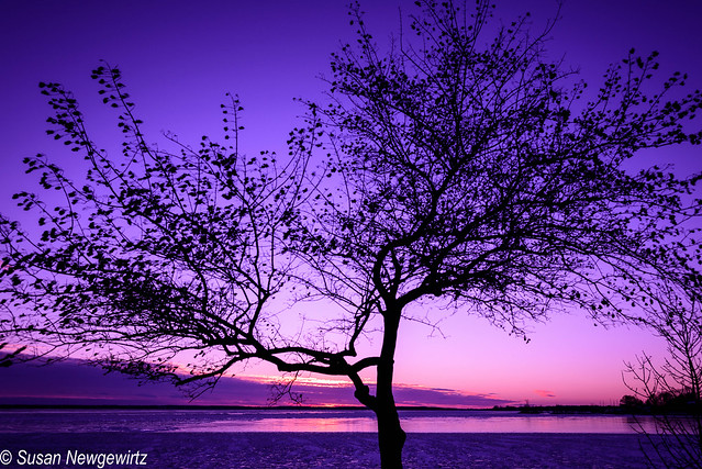 sunset purple