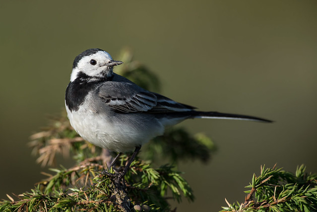 White Wagtail, Norway
