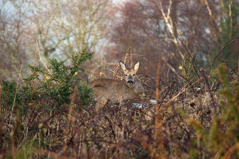 Another Roe Buck
