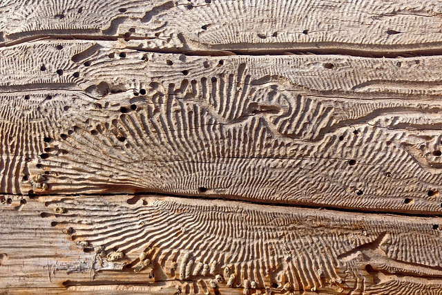 My neighborhood in Albuquerque with iPhone: wood worms' tracks in a piece of lumber.