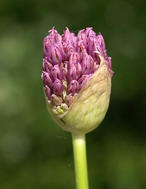 Lauch, Iran- / flowering onion (Allium aflatunense)