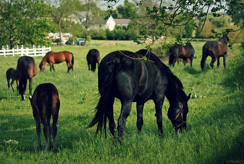 horses horse baby field grass animals mare farm colt grazing equine mares filly foal foals gypsymarestudios jennifermacneilltraylor jmacneilltraylor jennifermacneill