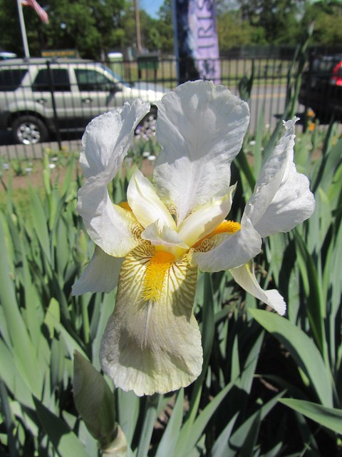 Presby Memorial Iris Gardens