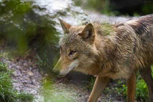wolf | Another wolf picture I've taken on a rainy day at Zoo… | Flickr