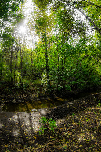 park trees light sun canada green nature water creek forest edmonton shadows pentax fisheye alberta da ravine lush 1017 k5 kennedale smcpdafisheye1017mmf3545edif