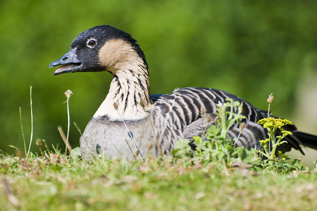 Hawaiian Goose or Nene (Branta sandvicensis)