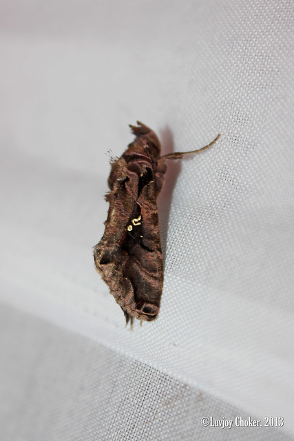 Noctuidae, Plusiinae- Plusiopalpa adrasta