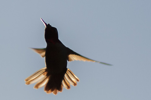 Manoeuver by Joshuaww, Quick turn action by the hummingbird. The crazy thing is that this was a reaction to the sound of my