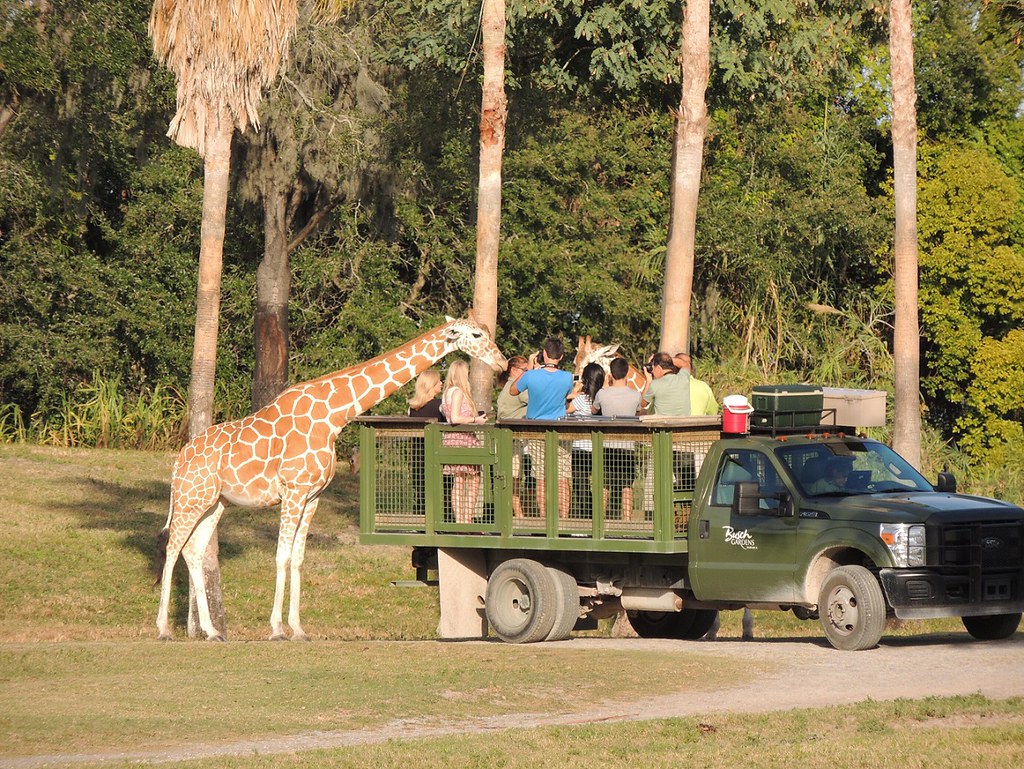 DSCN8595 - D6 - Busch Gardens - Giraffe - AWESOME_rs | Flickr