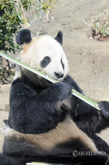 Panda with bamboo 恩賜上野動物園 Ueno Zoo Tokyo