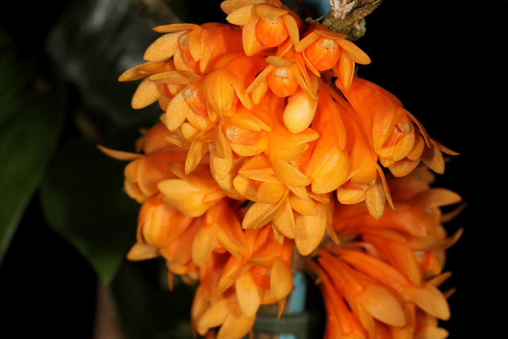 Dendrobium subclausum 'Buana' 2014-04-04 02