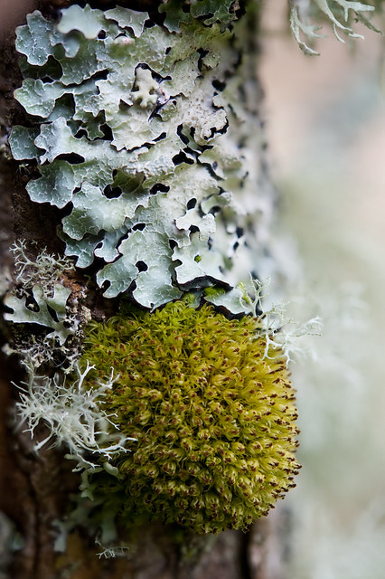 Ulota phyllantha (Orthotrichaceae) and foliose lichen