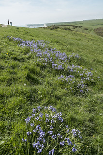 Bluebells on the East Susses coast path May 2014