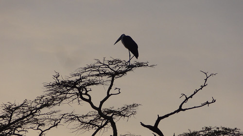 africa tree tanzania nationalpark safari serengeti stork maraboustork seronera serengetinationalpark acaciatree