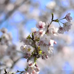 Almond blossoms, made in Greece