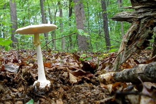 plant nature mushroom fungi mycology amanita
