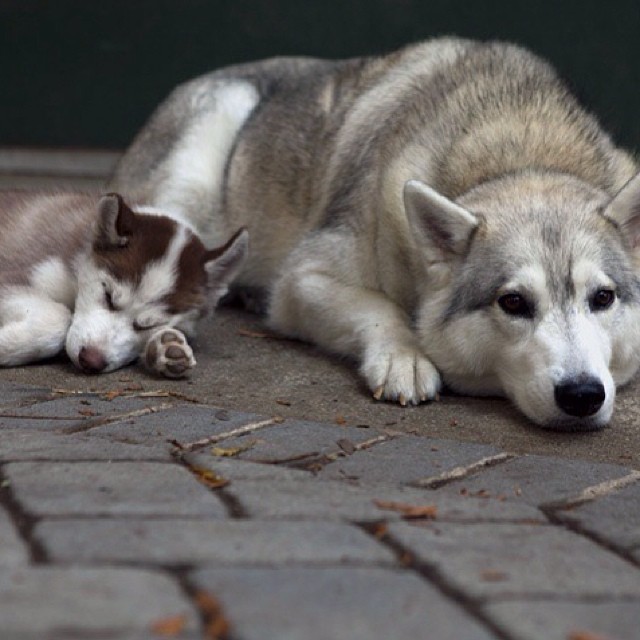 Big Cody and puppy Vladimir. (October 9, 2011, Kings Mountain, CA) #husky #huskymalmute #huskies #malamutes #dogs #pals