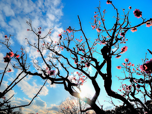 sunset flower tree japan plum 大阪 夕陽 osaka 梅
