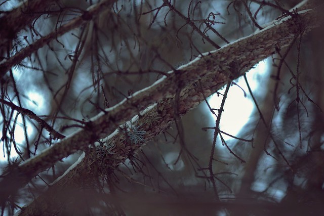 305/365 ~ Boughs of Winter