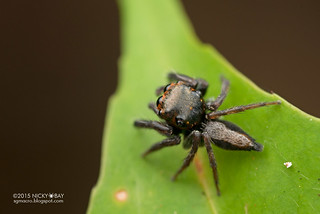 Jumping spider (Thyene sp.) - DSC_8501