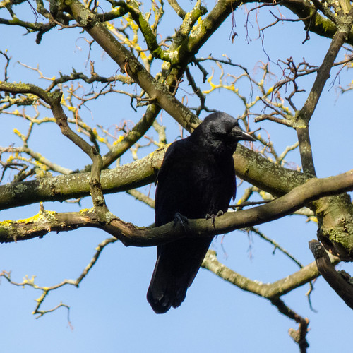 Crow cocking its head to one side