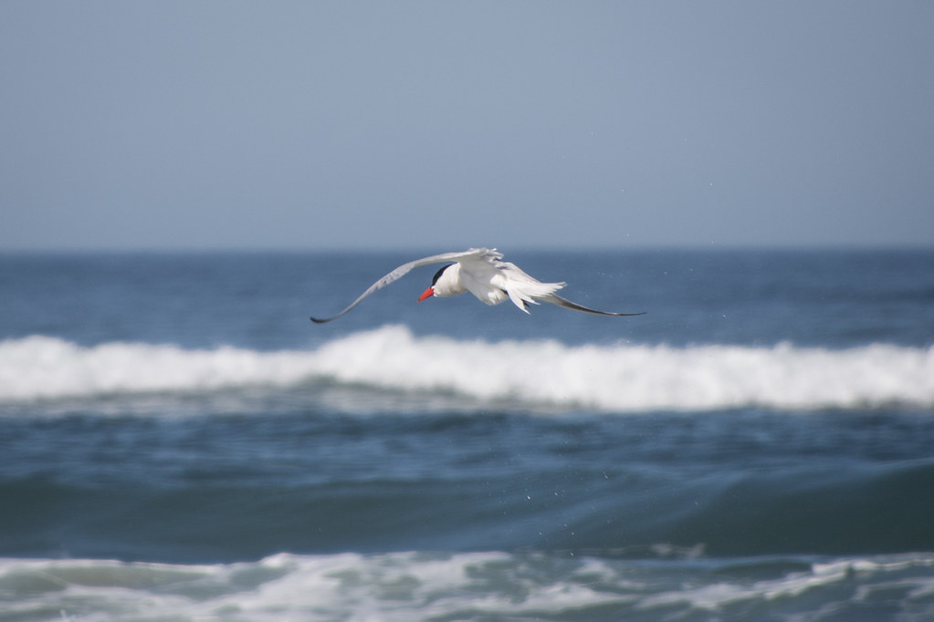 windblown tern
