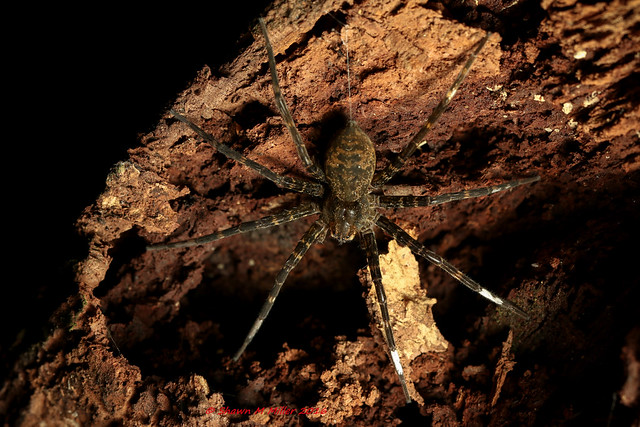 Okinawan fishing spider - Yanbaru forest