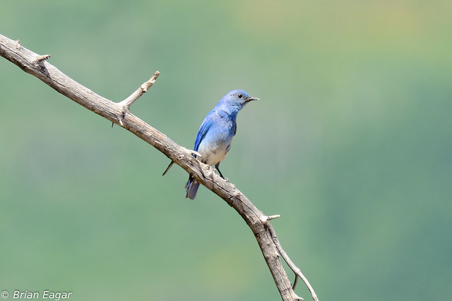mountain bluebird on branch