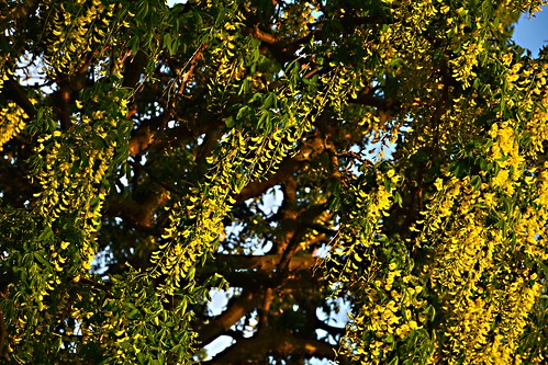 blue sunset summer sky tree nature flora dusk hill drove gedney forna holbeach laburnam johnh111003