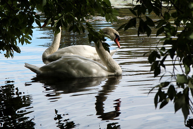 Royal Ottawa Swans on the Rideau River