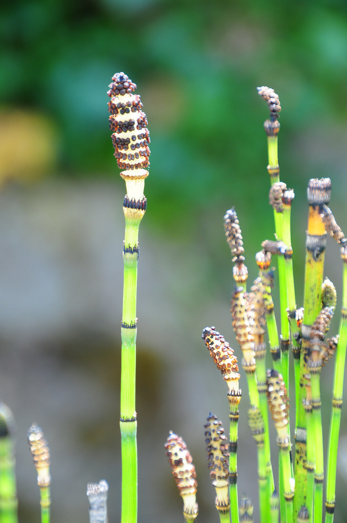 Horsetail (Equisetum) | Horsetail plant (Equisetum). Photo t… | Flickr