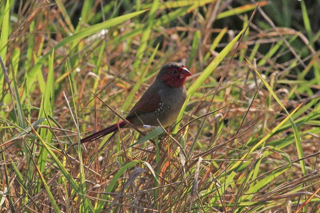 Crimson Finch - mature female - race phaeton