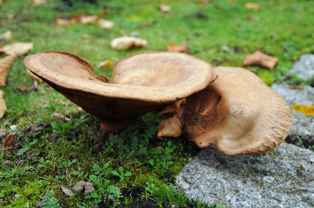 Fungi, East Anglia, UK