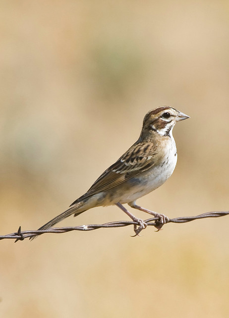 Vesper Sparrow, Pooecetes gramineus confinus