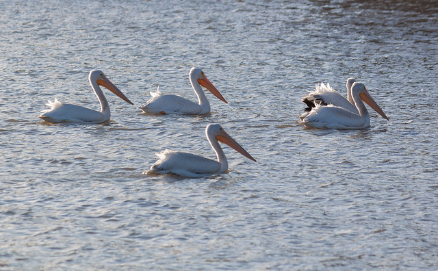 Pelicans at Pella (1)