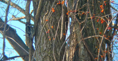 lake bird gardens woodpecker michigan hidden sapsucker yellowbellied digiscoped ebird