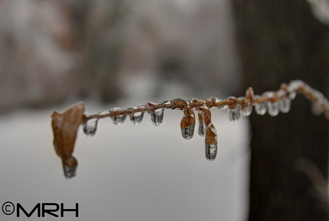 Ice Storm Pictures