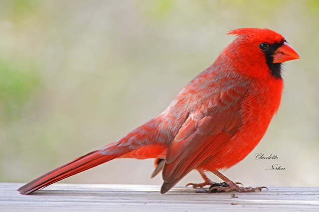 Posing  Cardinal Male