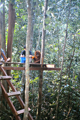 1990 lindadevolder travel southeastasia asia indonesia sumatra geotagged geomapped canoscan slidescan orangutan ape primate bohorok bukitlawang sumatera primates
