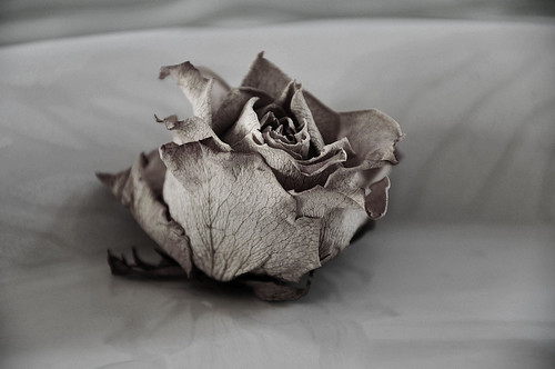 Dead rose by Janacekian